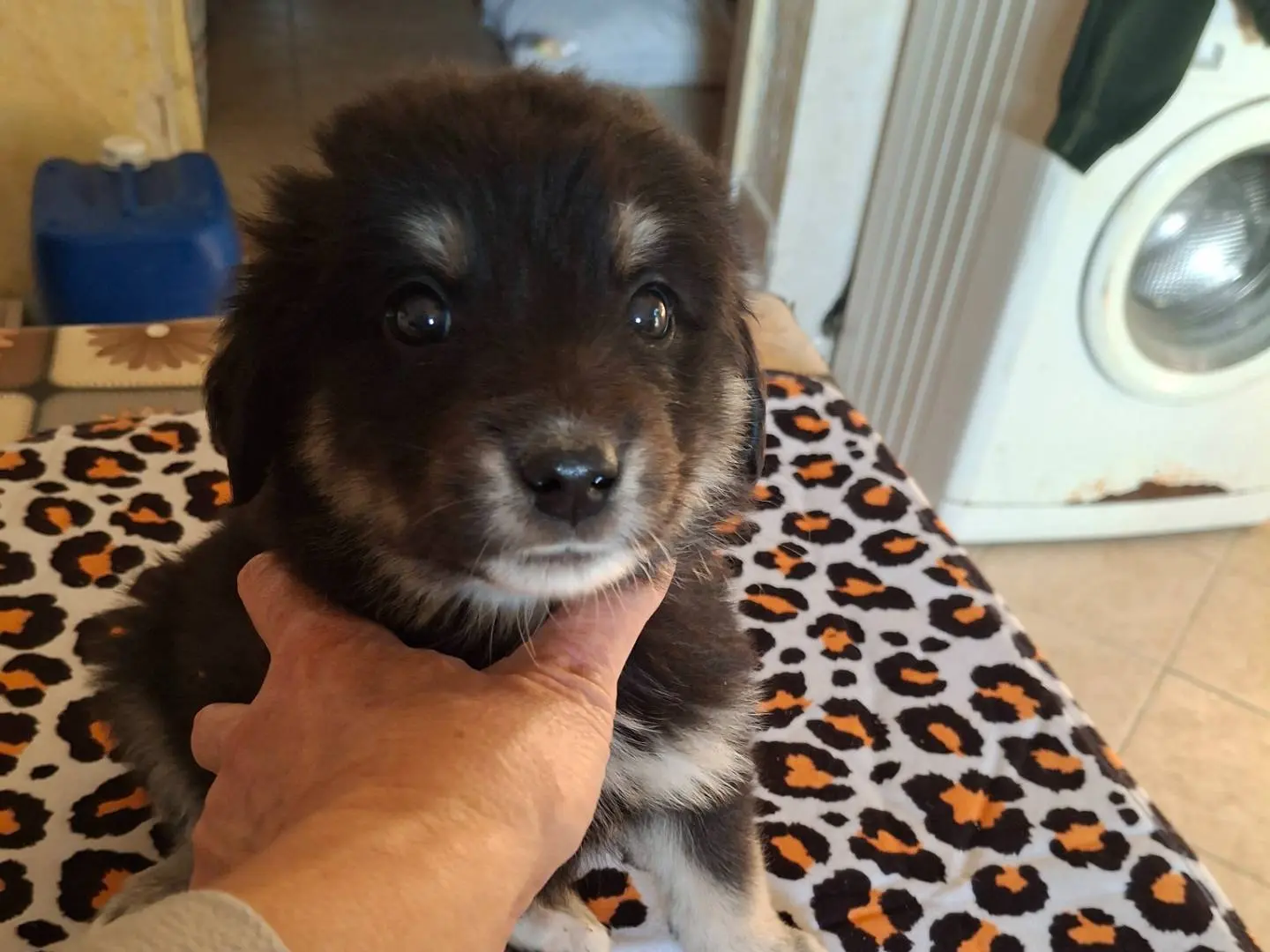 Adotta un cane, taglia media, maschio, Benevento