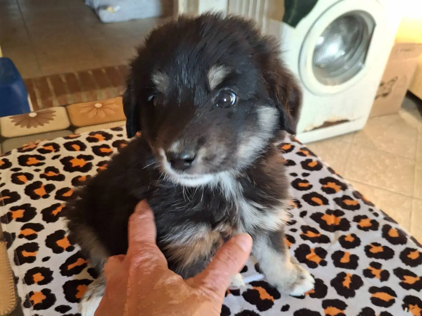 Adotta un cane, maschio, 2 mesi, Benevento