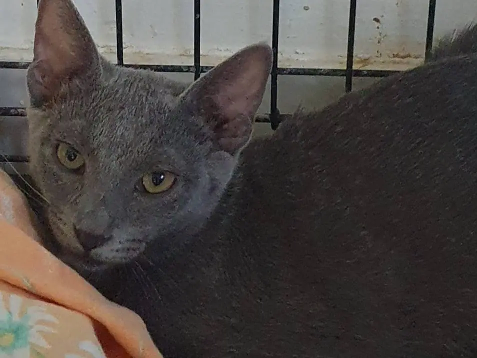 Adotta un gatto, femmina, 6 mesi, Brescia