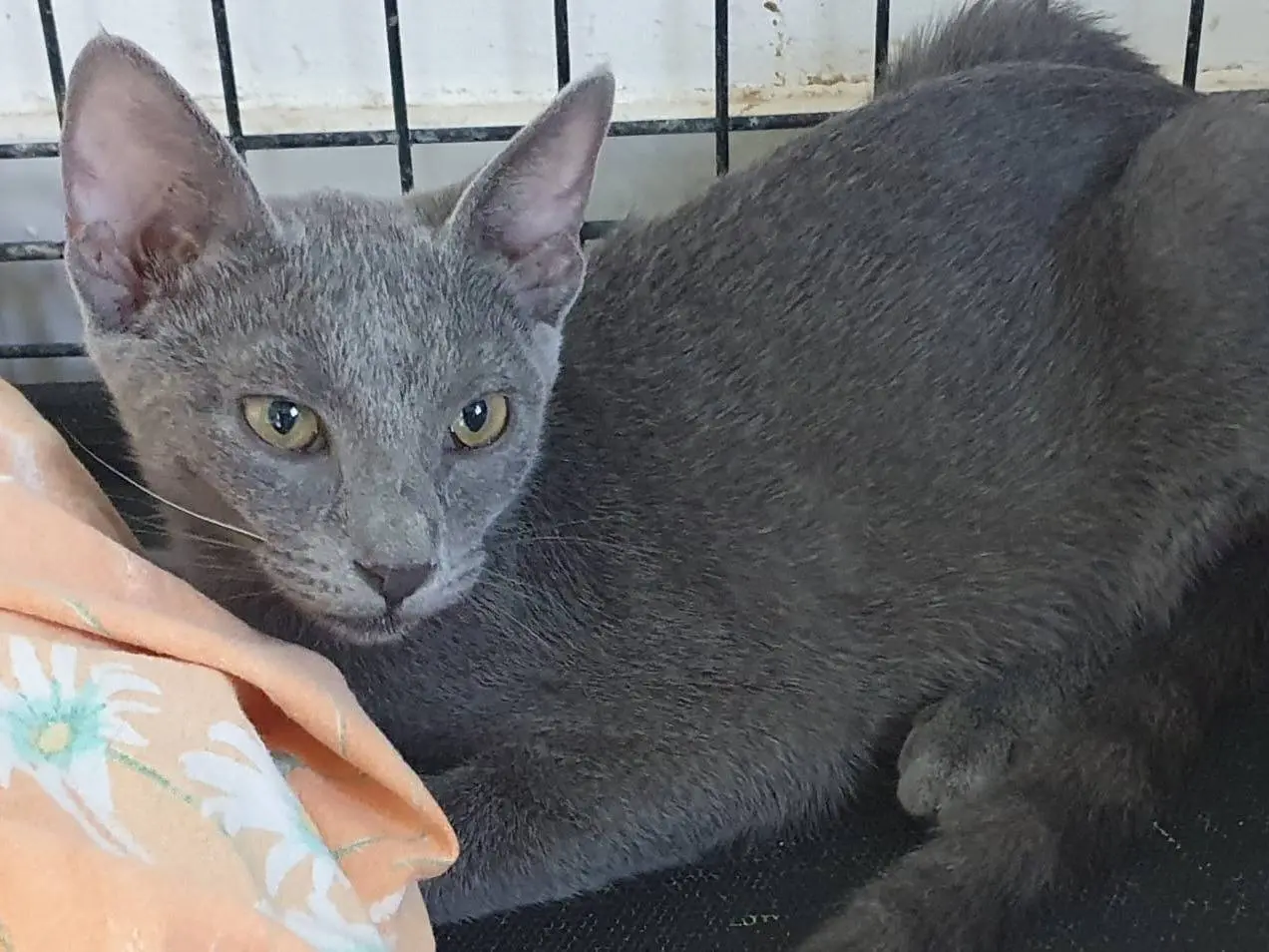 Adozione gatto, femmina, Razza sconosciuta Razza sconosciuta, 6 mesi, taglia non valida, Brescia