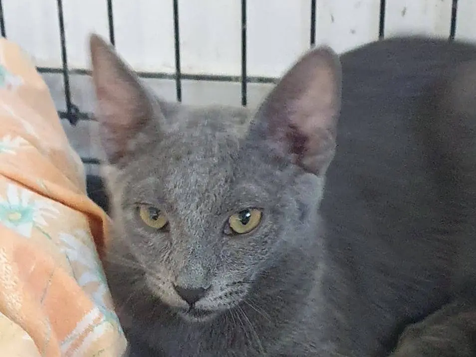 Adotta un gatto, taglia non valida, femmina, Brescia