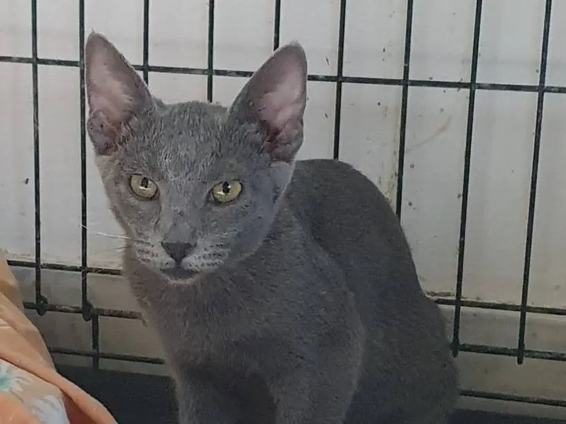 Vuoi adottare un gatto a Brescia?