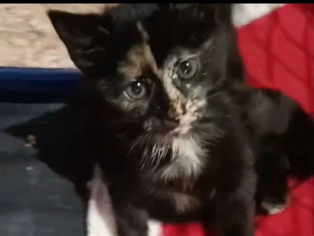 Adozione gatto, femmina, Razza sconosciuta Razza sconosciuta, 3 mesi, taglia non valida, Napoli