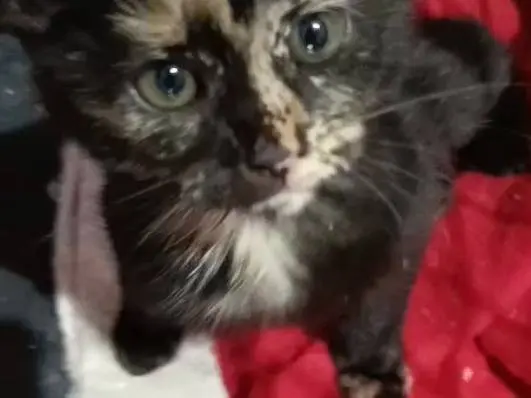 Adotta un gatto, femmina, 3 mesi, Napoli