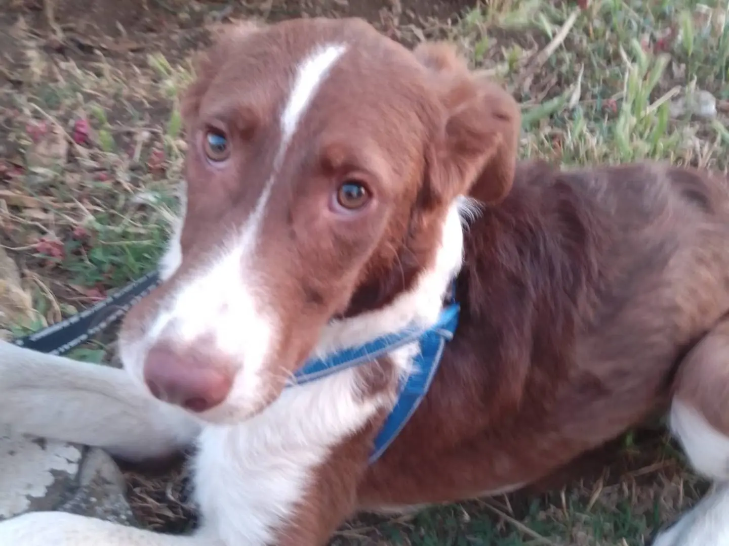 Adozione cane, maschio, Razza sconosciuta Razza sconosciuta, 1 anno e 8 mesi, taglia media, Avellino