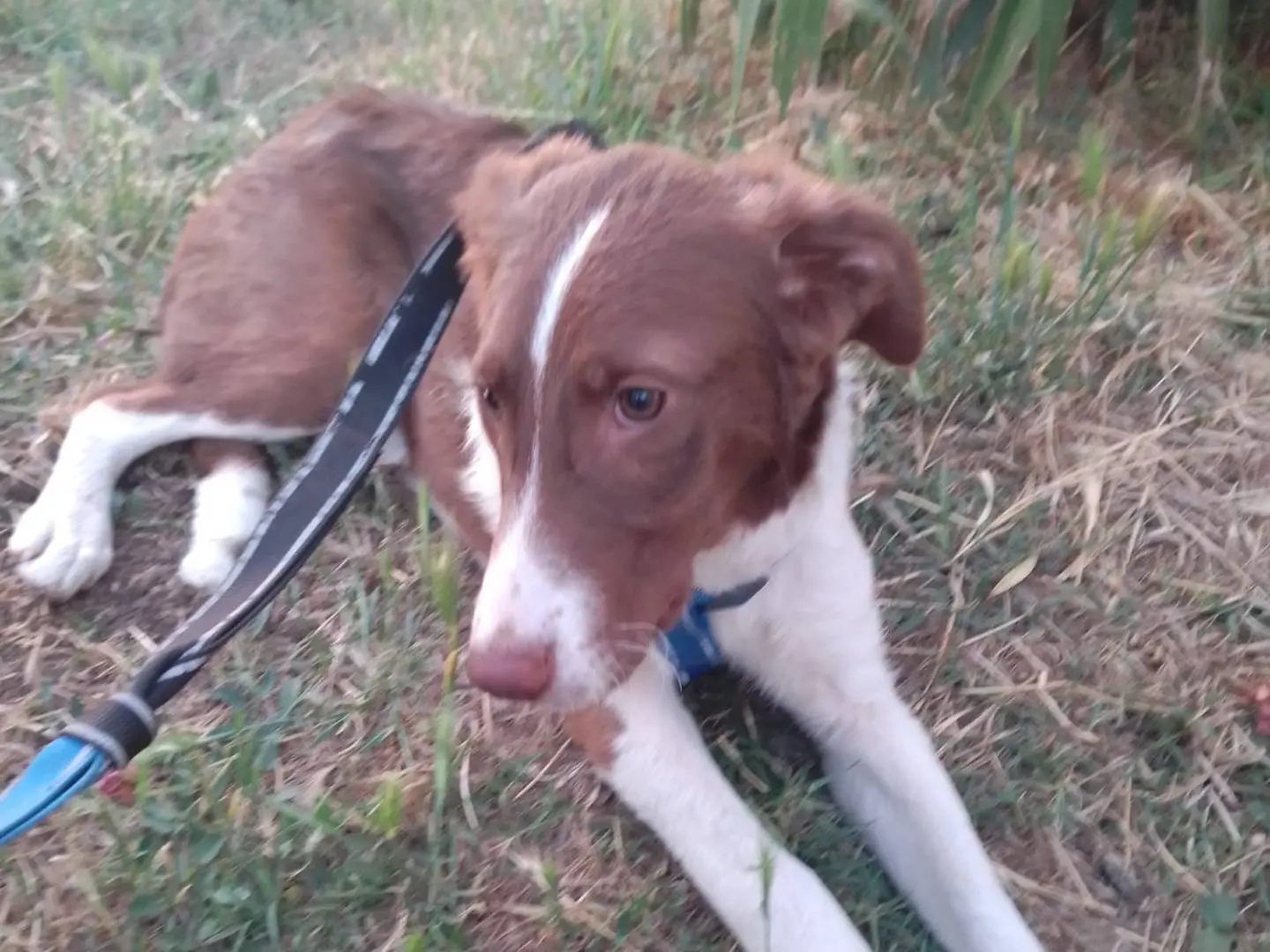 Adotta un cane, maschio, 1 anno e 8 mesi, Avellino