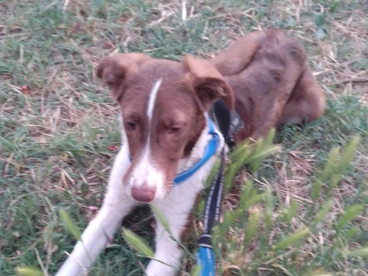 Adotta un cane, taglia media, maschio, Avellino