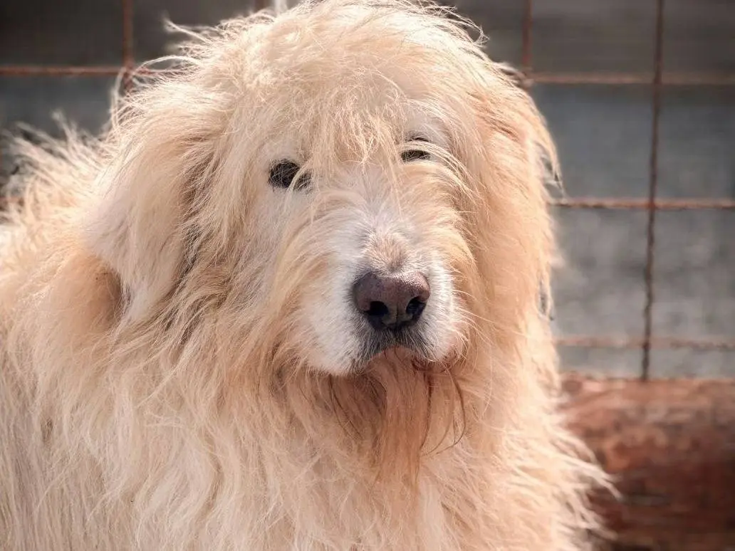 Adozione cane, maschio, Razza sconosciuta Razza sconosciuta, 8 anni e 3 mesi, taglia grande, Crotone
