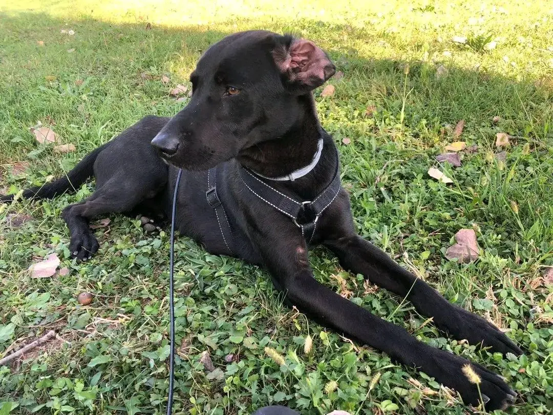 Adotta un cane, maschio, 11 anni, Cremona