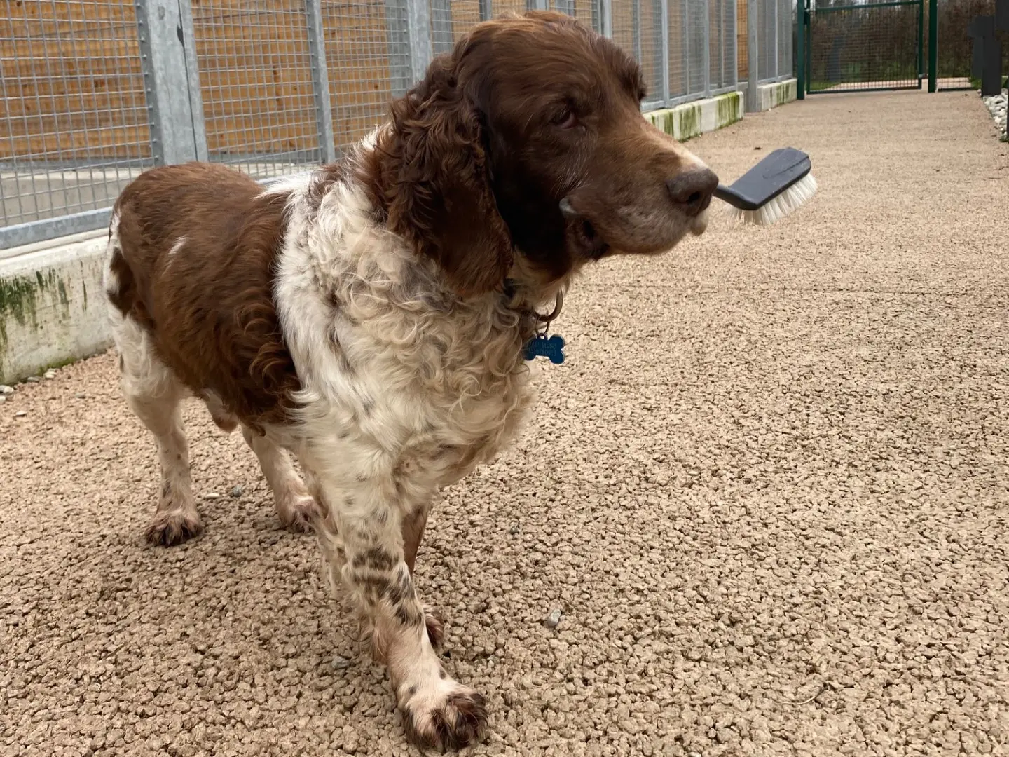 Adotta un cane, taglia media, maschio, Milano