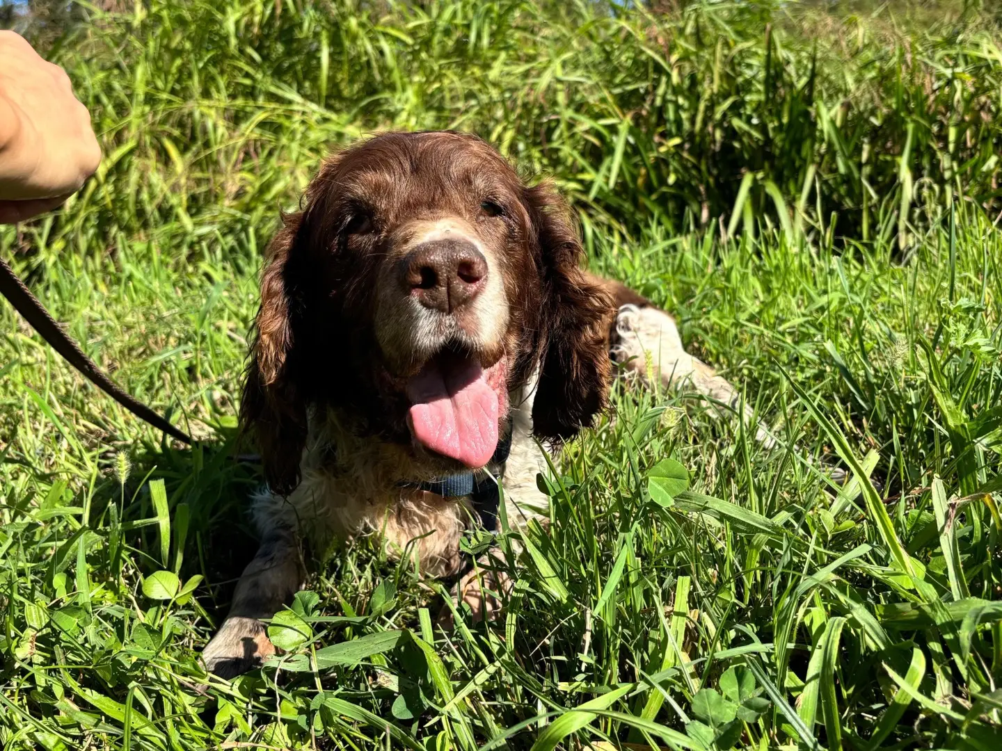 Vuoi adottare un cane a Milano?