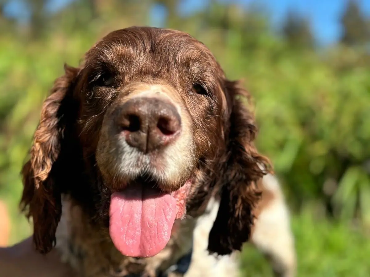 Adozione cane, maschio, Spaniel Razza sconosciuta, 14 anni e 5 mesi, taglia media, Milano