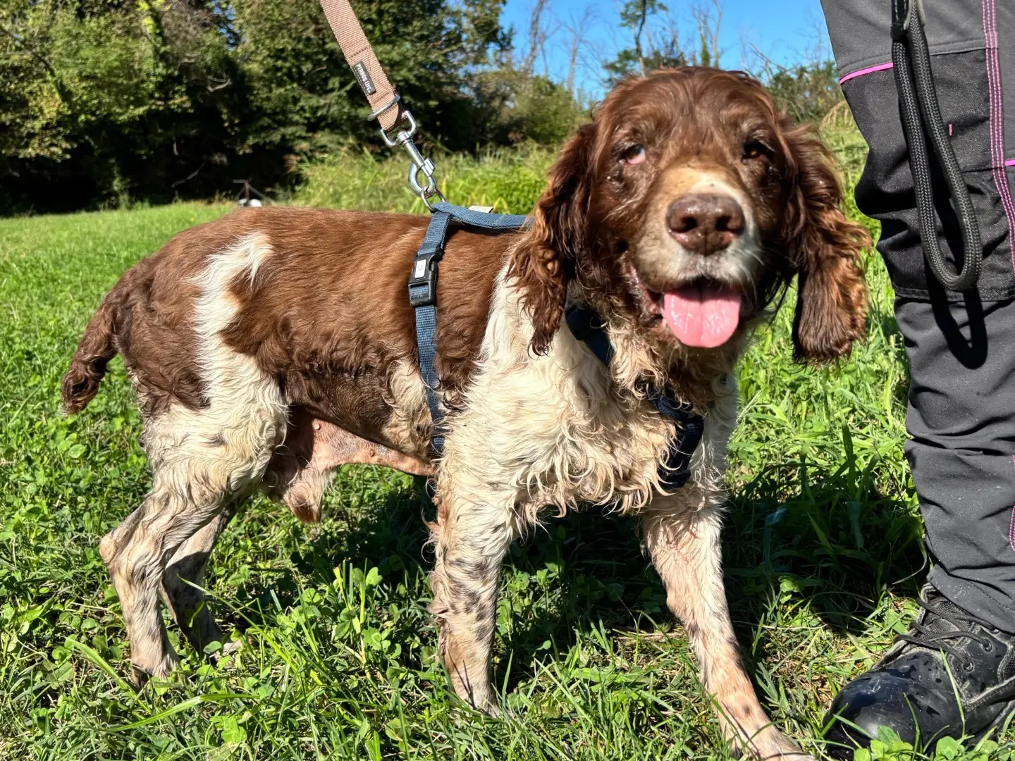 Adotta un cane, maschio, 14 anni e 5 mesi, Milano
