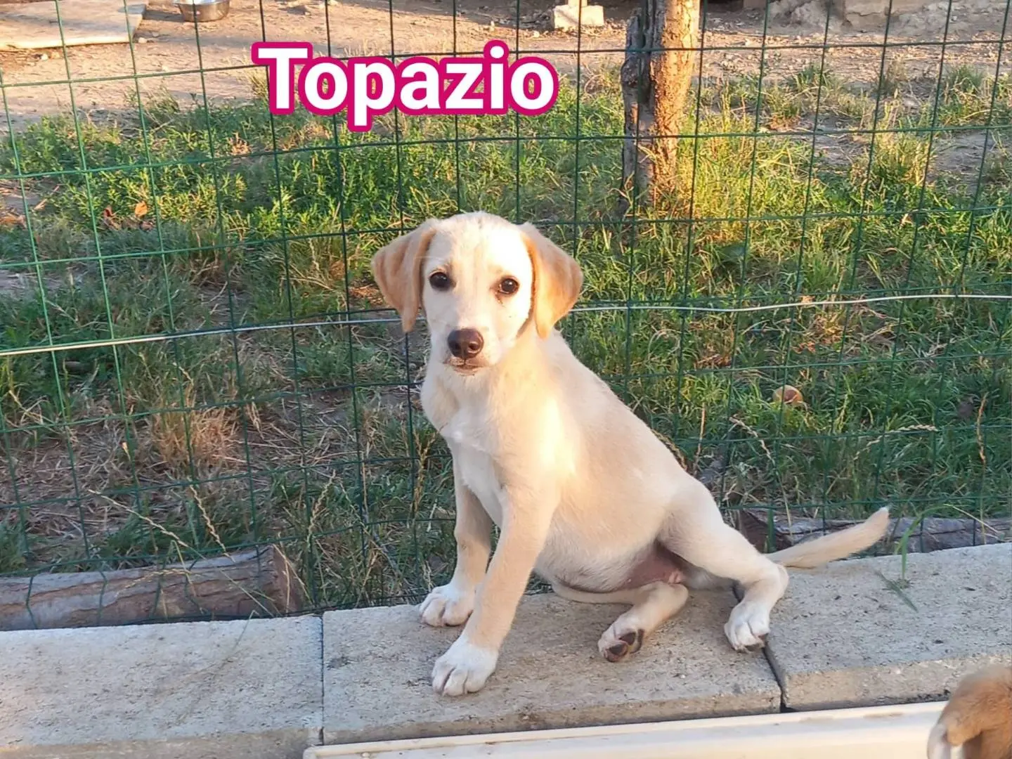Adotta un cane, femmina, 5 mesi, Caserta