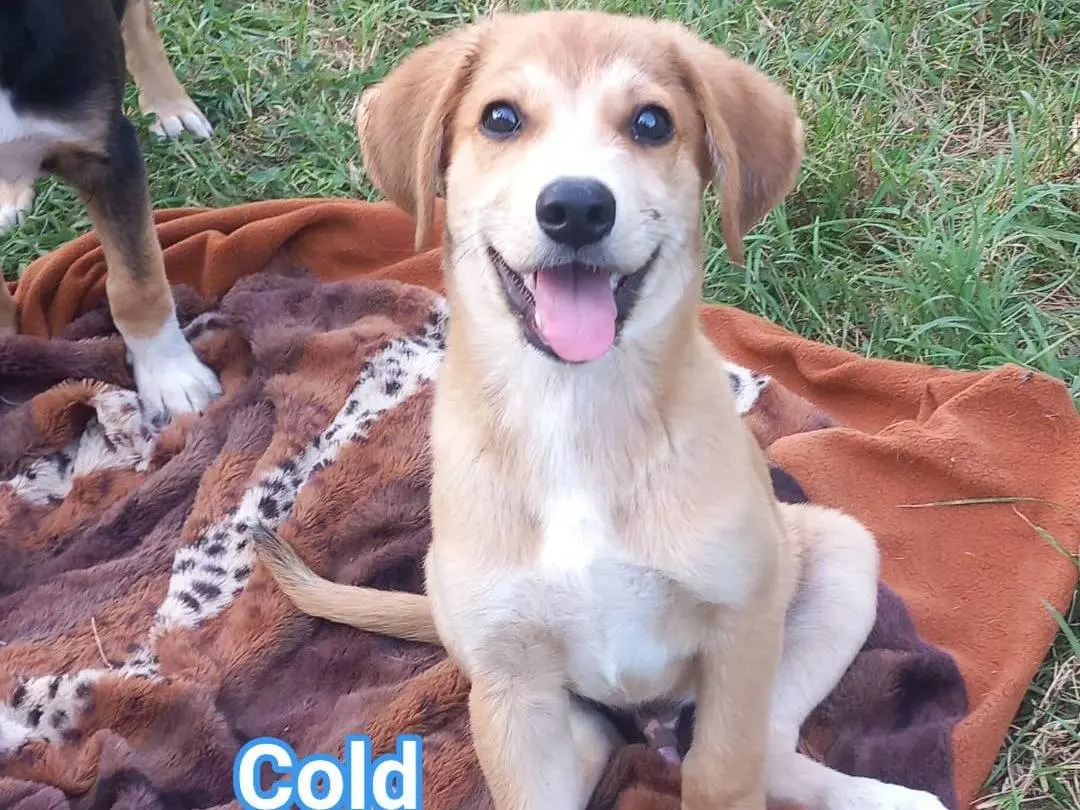 Adozione cane, femmina, Razza sconosciuta Razza sconosciuta, 5 mesi, taglia media, Caserta