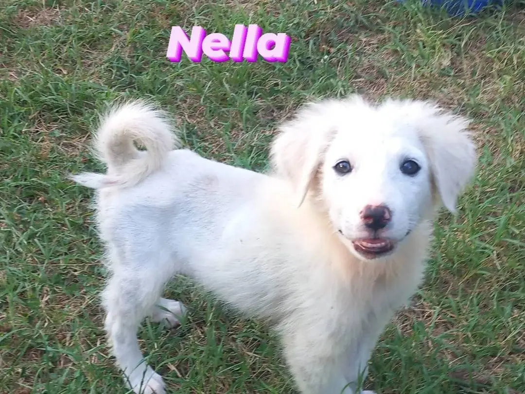Adotta un cane, taglia media, femmina, Caserta