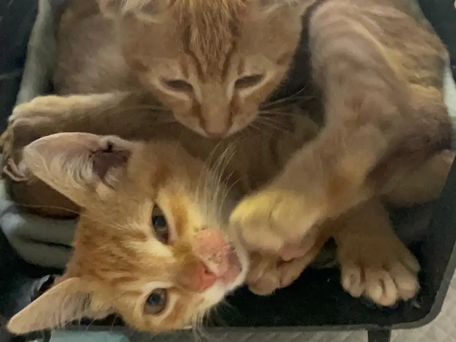 Adotta il gatto Mandarino e arancino a Avellino