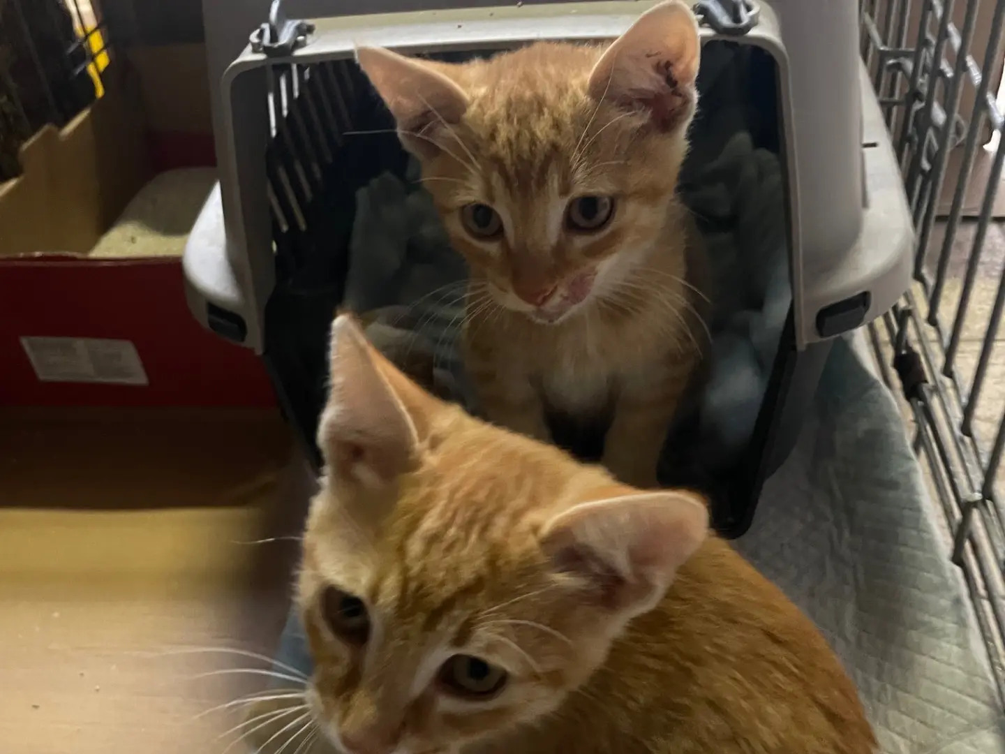 Vuoi adottare un gatto a Avellino?