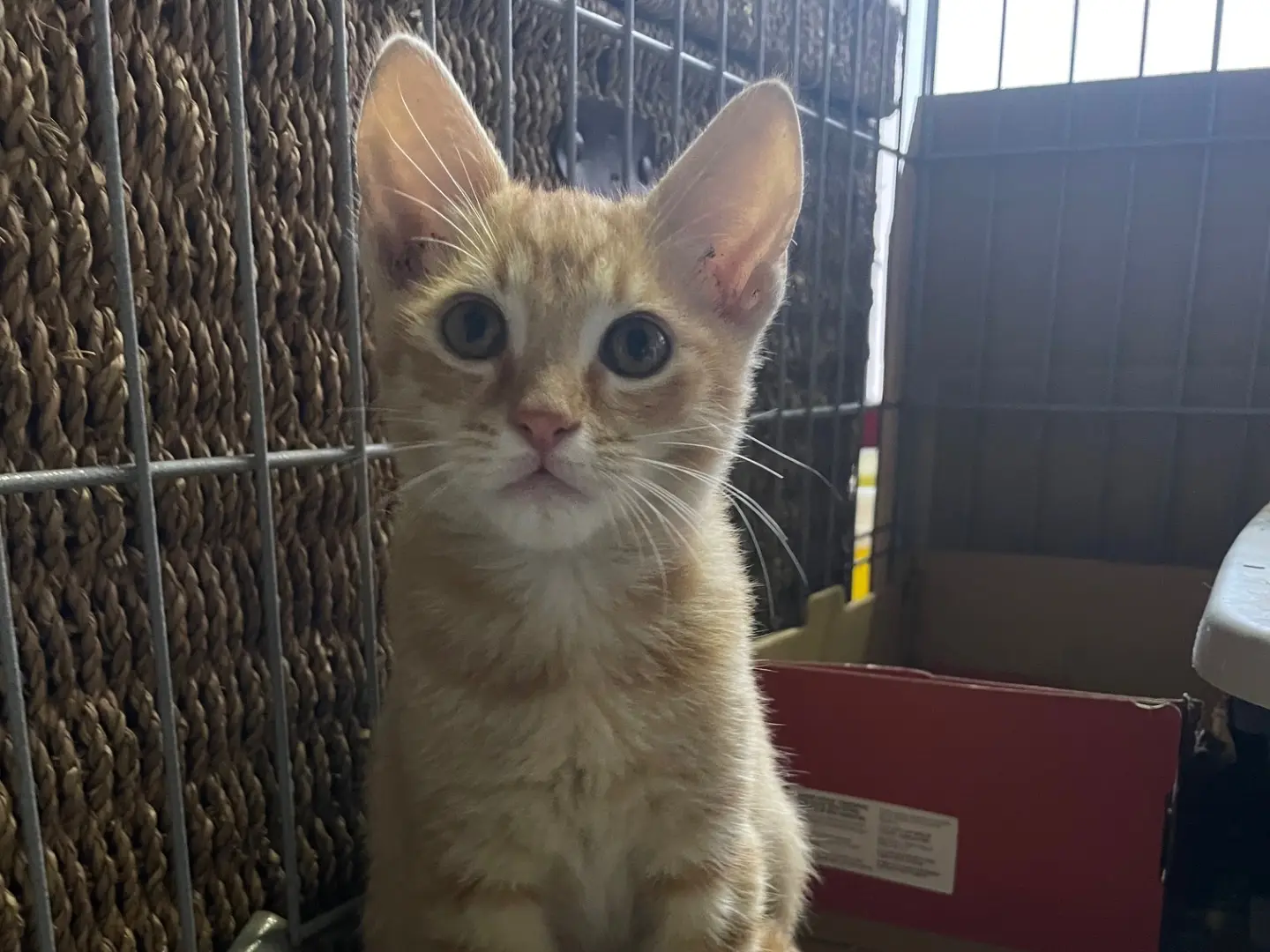 Adotta un gatto, maschio, 2 mesi, Avellino