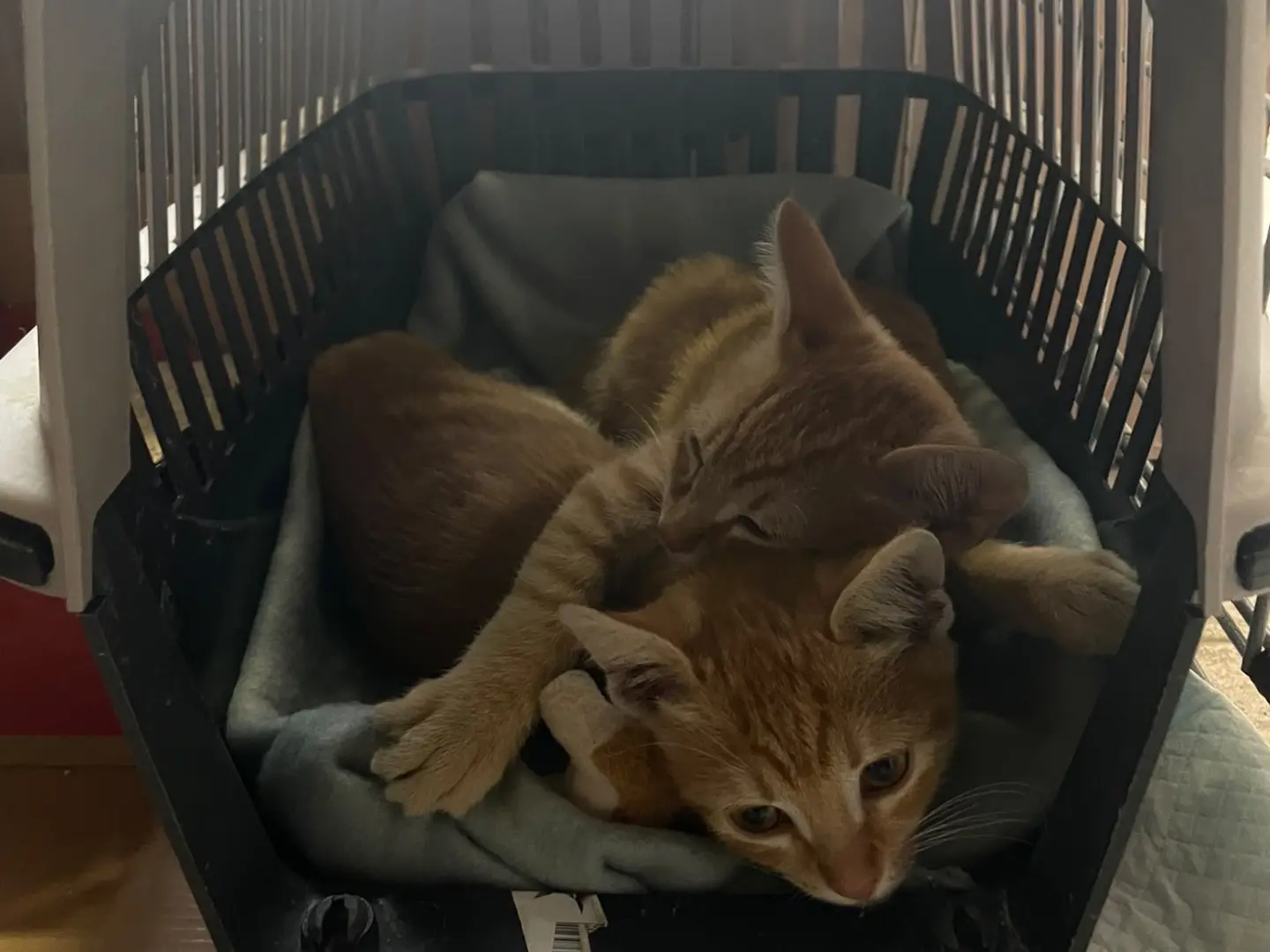 Adozione gatto, maschio, Razza sconosciuta Razza sconosciuta, 2 mesi, taglia non valida, Avellino