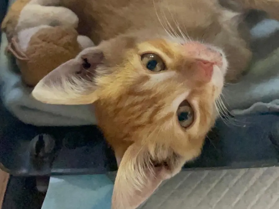 Adotta un gatto, taglia non valida, maschio, Avellino