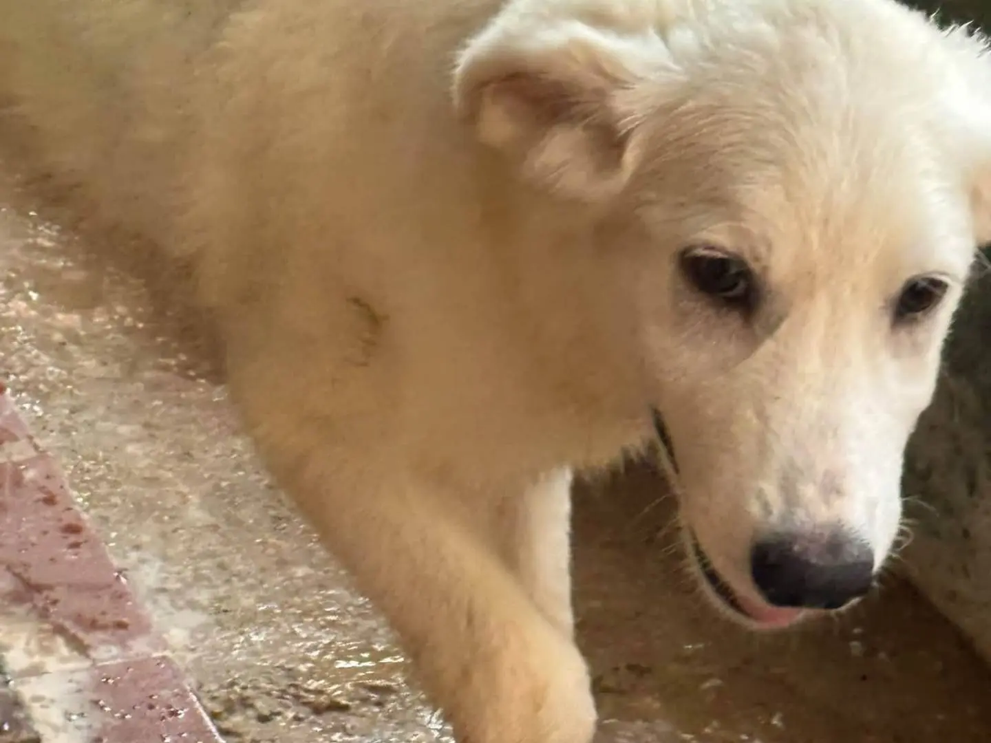 Adotta un cane, femmina, 4 mesi, Trapani