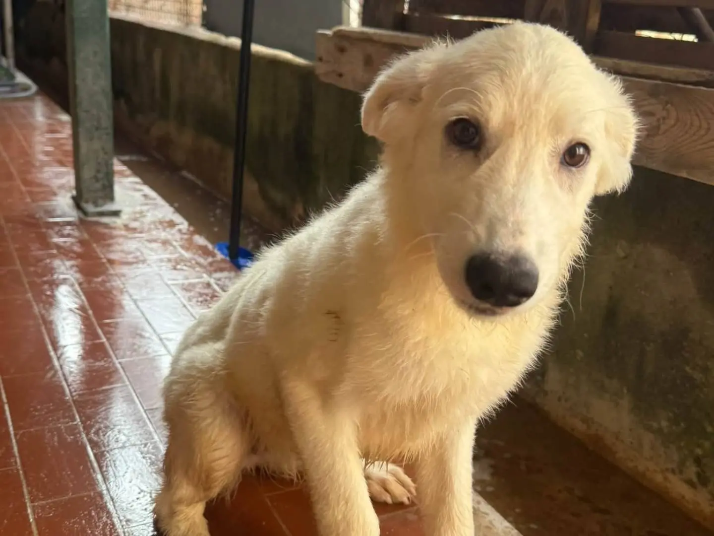 Vuoi adottare un cane a Trapani?