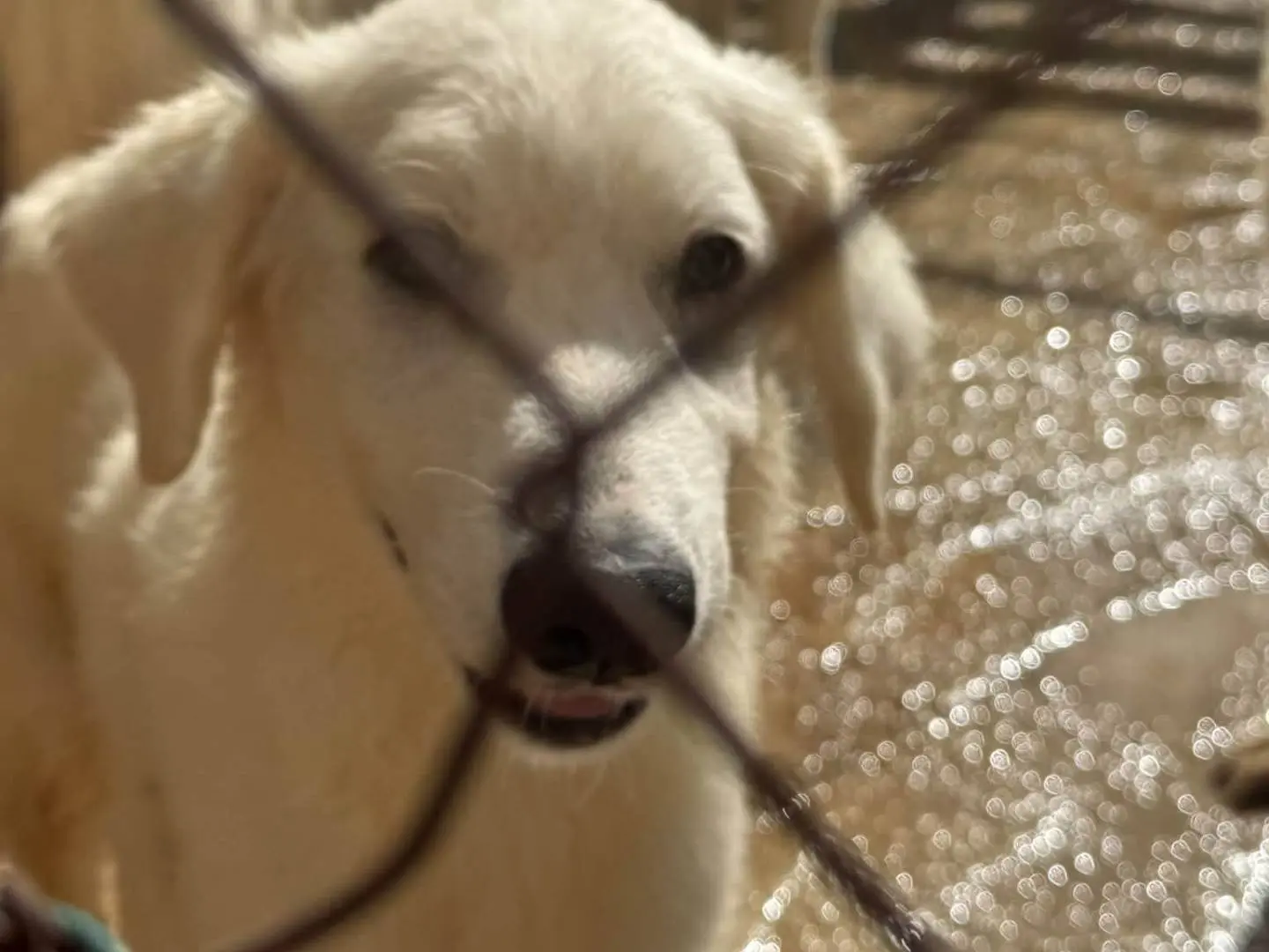 Adotta il cane Mia a Trapani