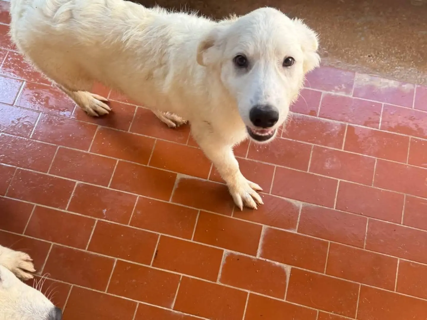 Adotta un cane, taglia media, femmina, Trapani