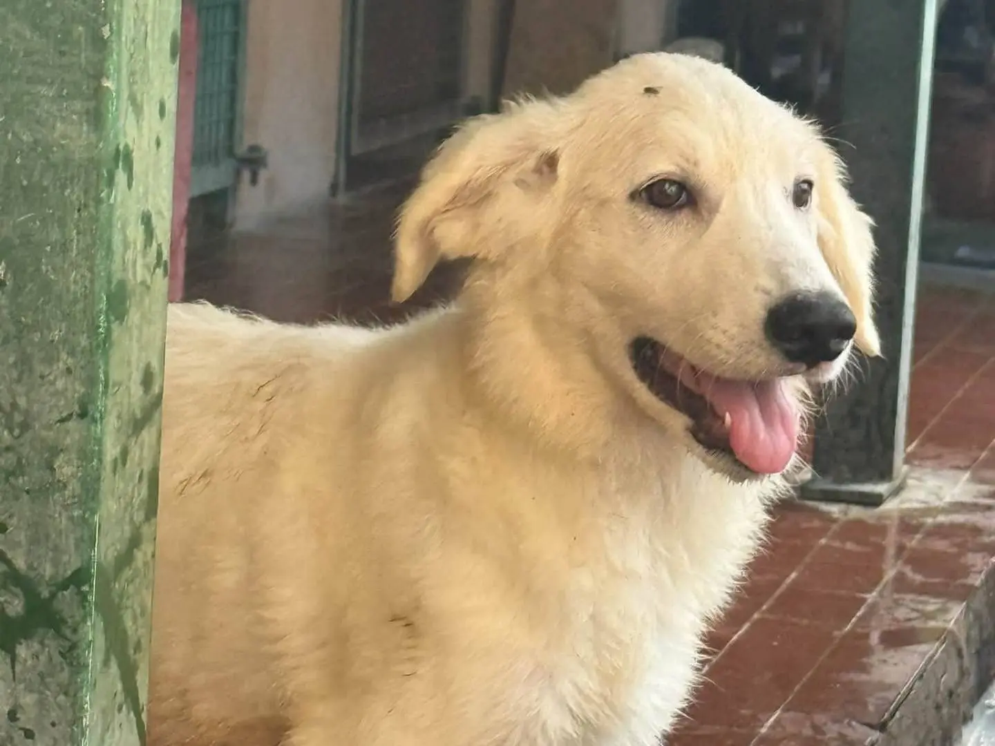 Adozione cane, femmina, Razza sconosciuta Razza sconosciuta, 4 mesi, taglia media, Trapani