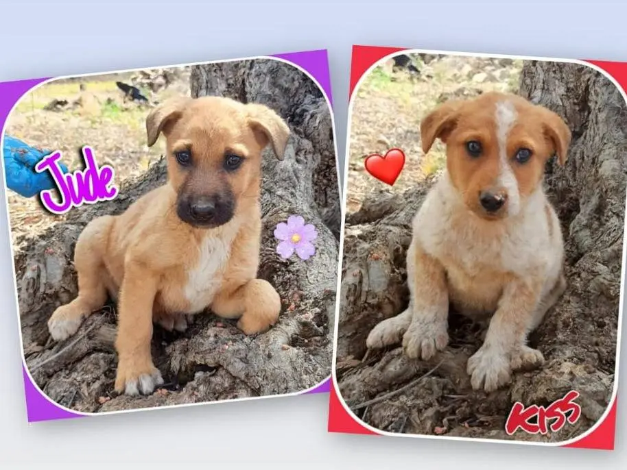 Adotta il cane Jude e Kiss due anime gemelle a Varese