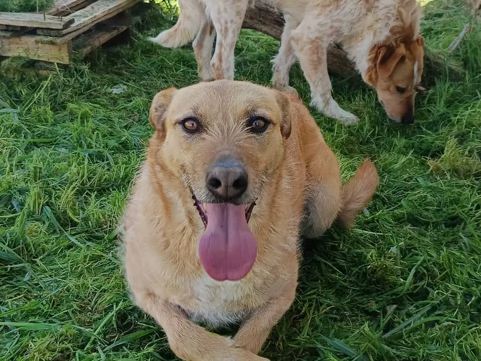 Vuoi adottare un cane a Varese?