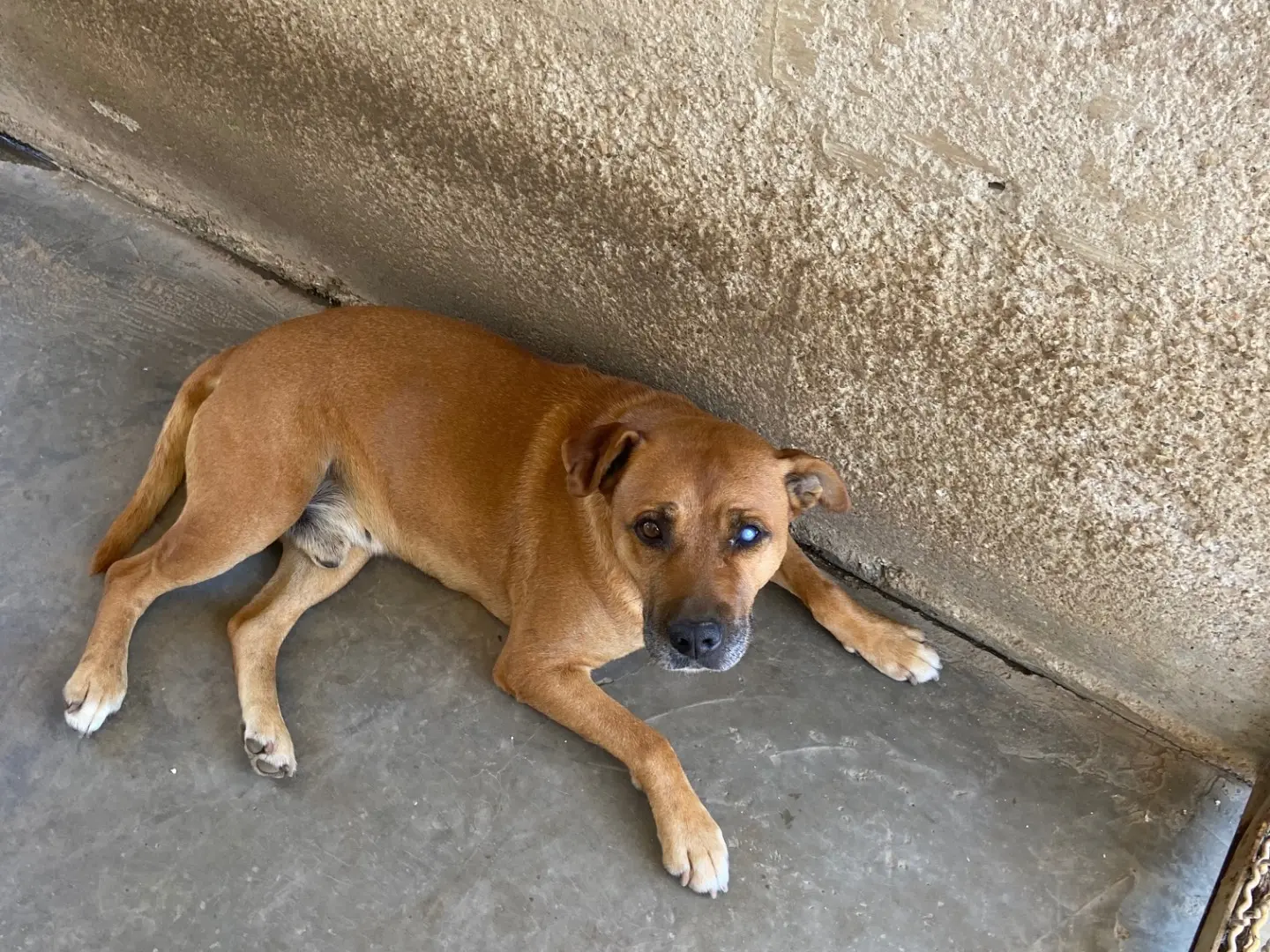 Adozione cane, maschio, Pitbull Amstaff, 11 anni e 2 mesi, taglia media, Caserta