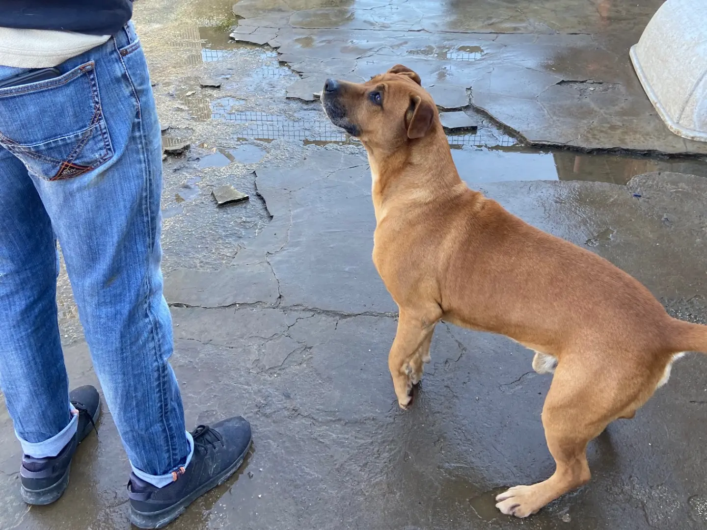 Adotta un cane, maschio, 11 anni e 2 mesi, Caserta