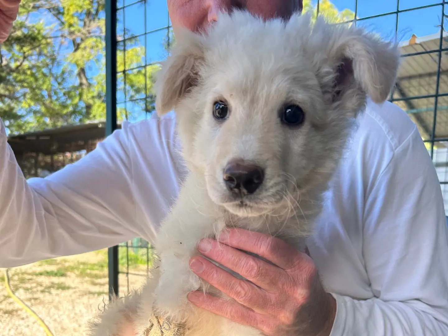 Adotta un cane, maschio, 3 mesi, Foggia