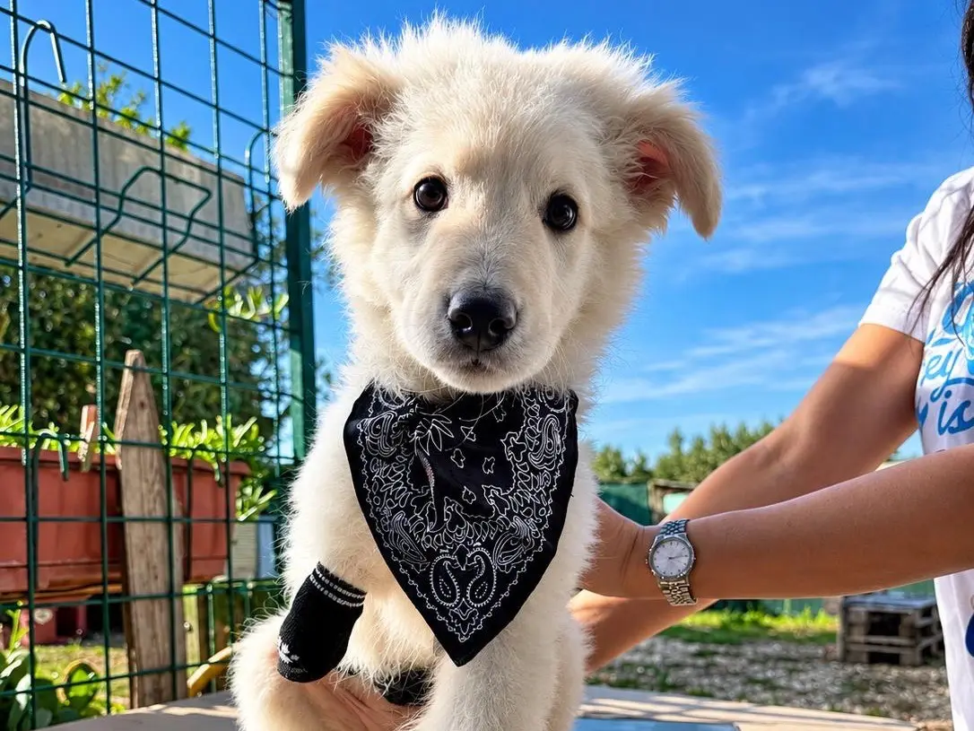 Adozione cane, maschio, Razza sconosciuta Razza sconosciuta, 3 mesi, taglia media, Foggia