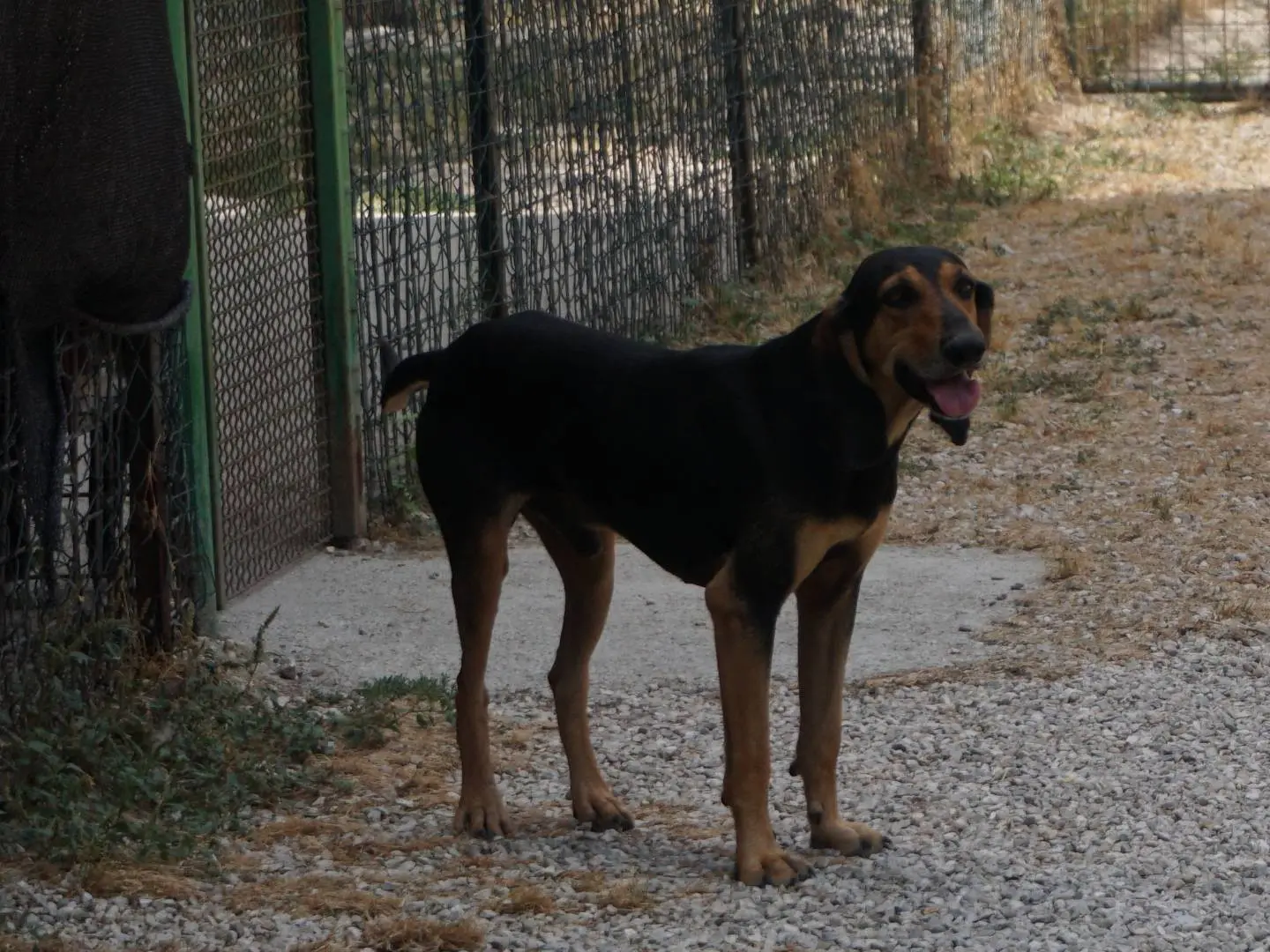 Foto 2 dell'animale