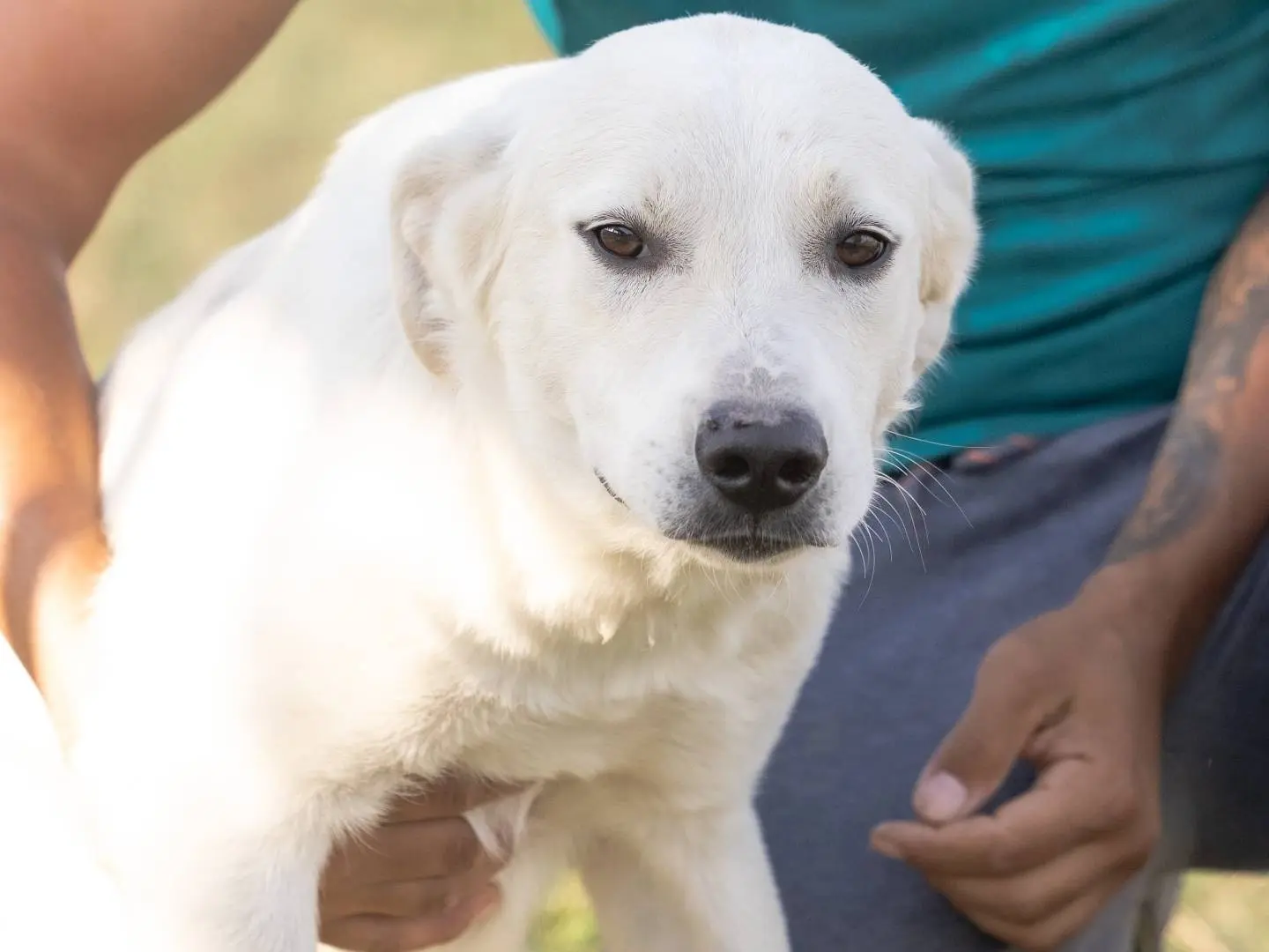 Adotta un cane, maschio, 3 anni e 9 mesi, Caserta