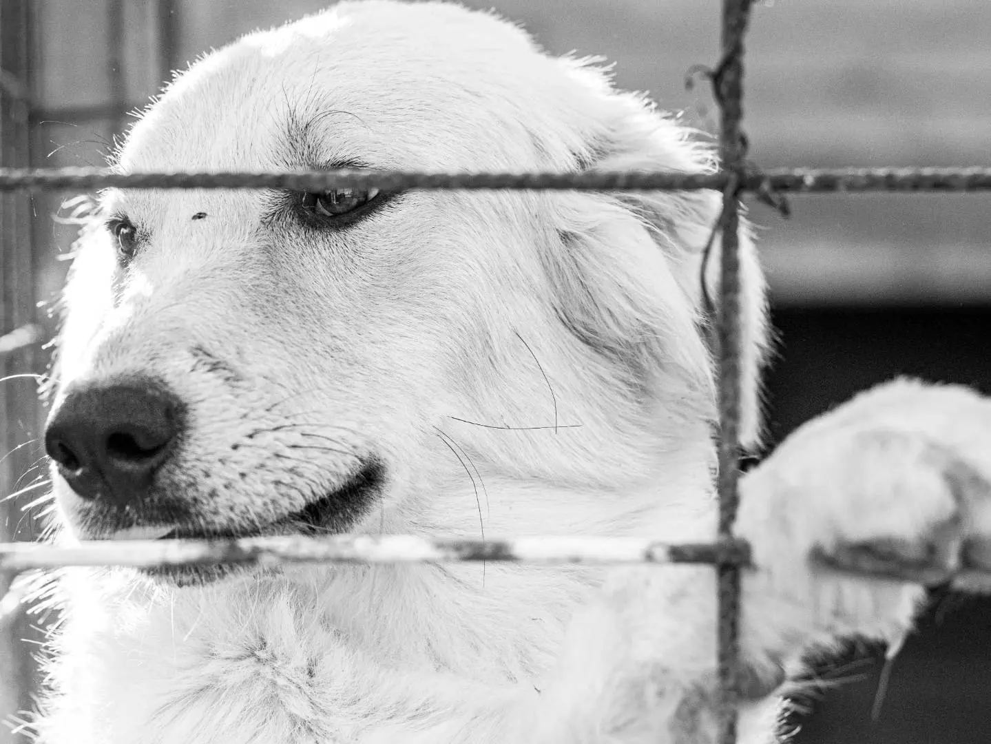 Adozione cane, maschio, Labrador Retriever, 3 anni e 9 mesi, taglia media, Caserta