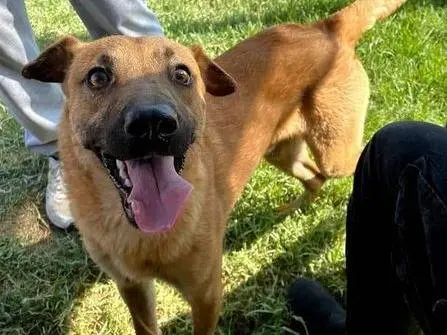 Adotta un cane, maschio, 2 anni e 10 mesi, Latina