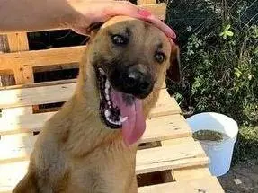 Adozione cane, maschio, Shar Pei Razza sconosciuta, 2 anni e 10 mesi, taglia media, Latina