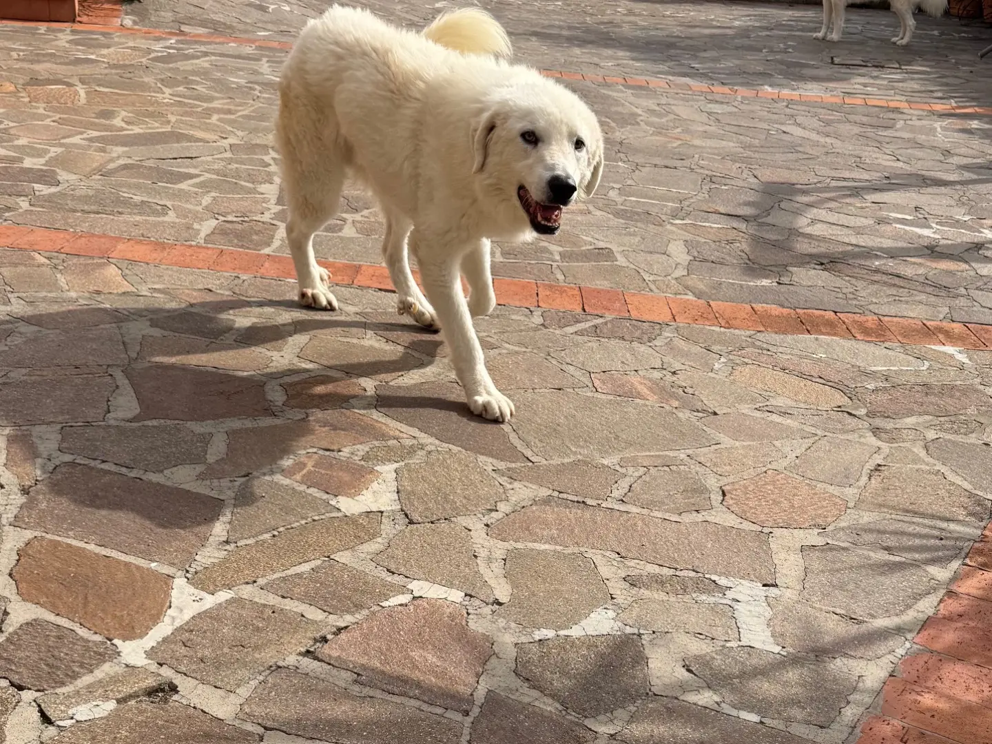 Vuoi adottare un cane a Latina?