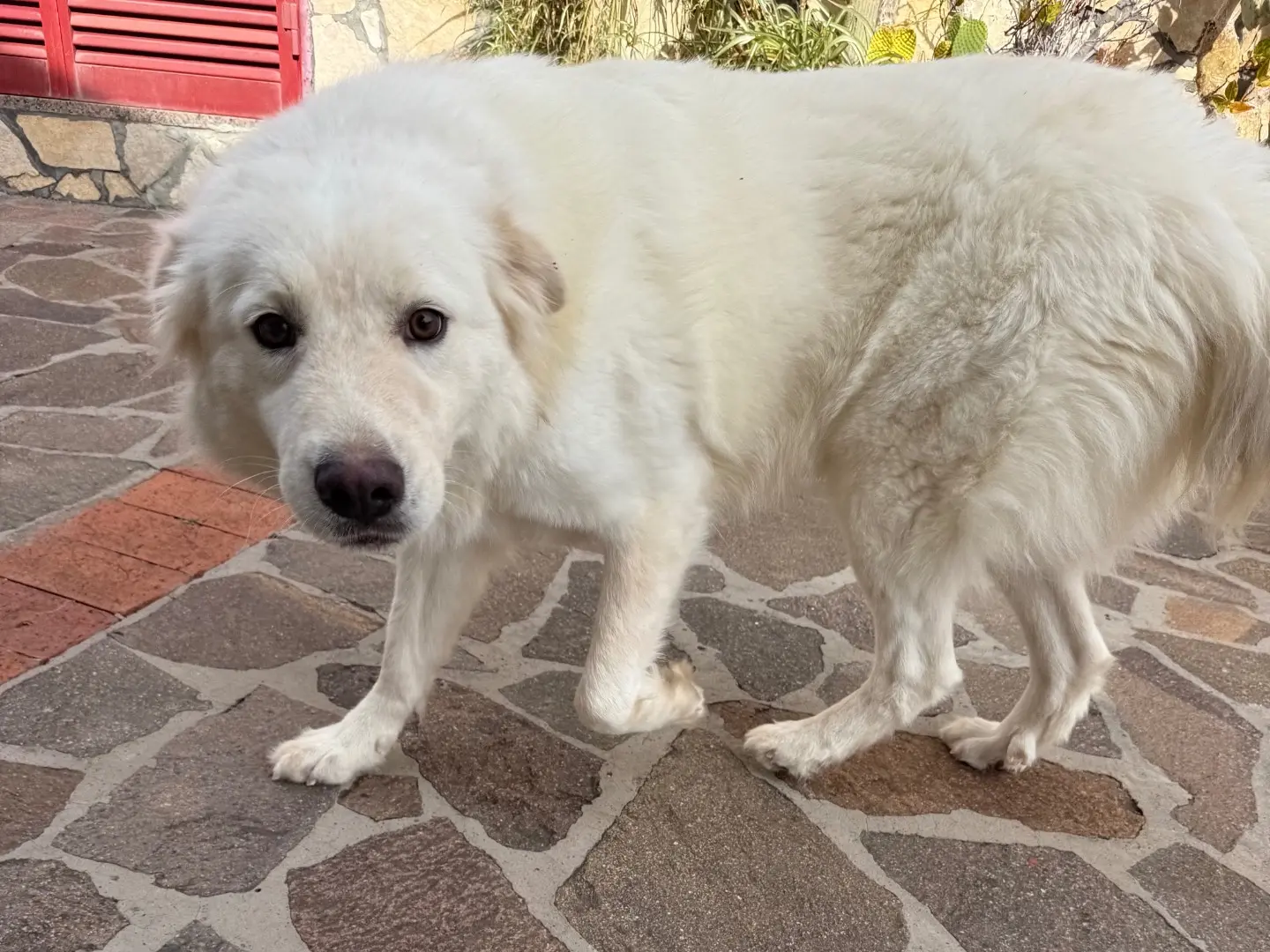 Adotta un cane, taglia grande, femmina, Latina