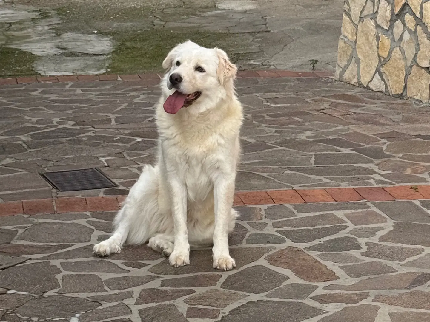 Adozione cane, femmina, Razza sconosciuta Razza sconosciuta, 2 anni e 9 mesi, taglia grande, Latina
