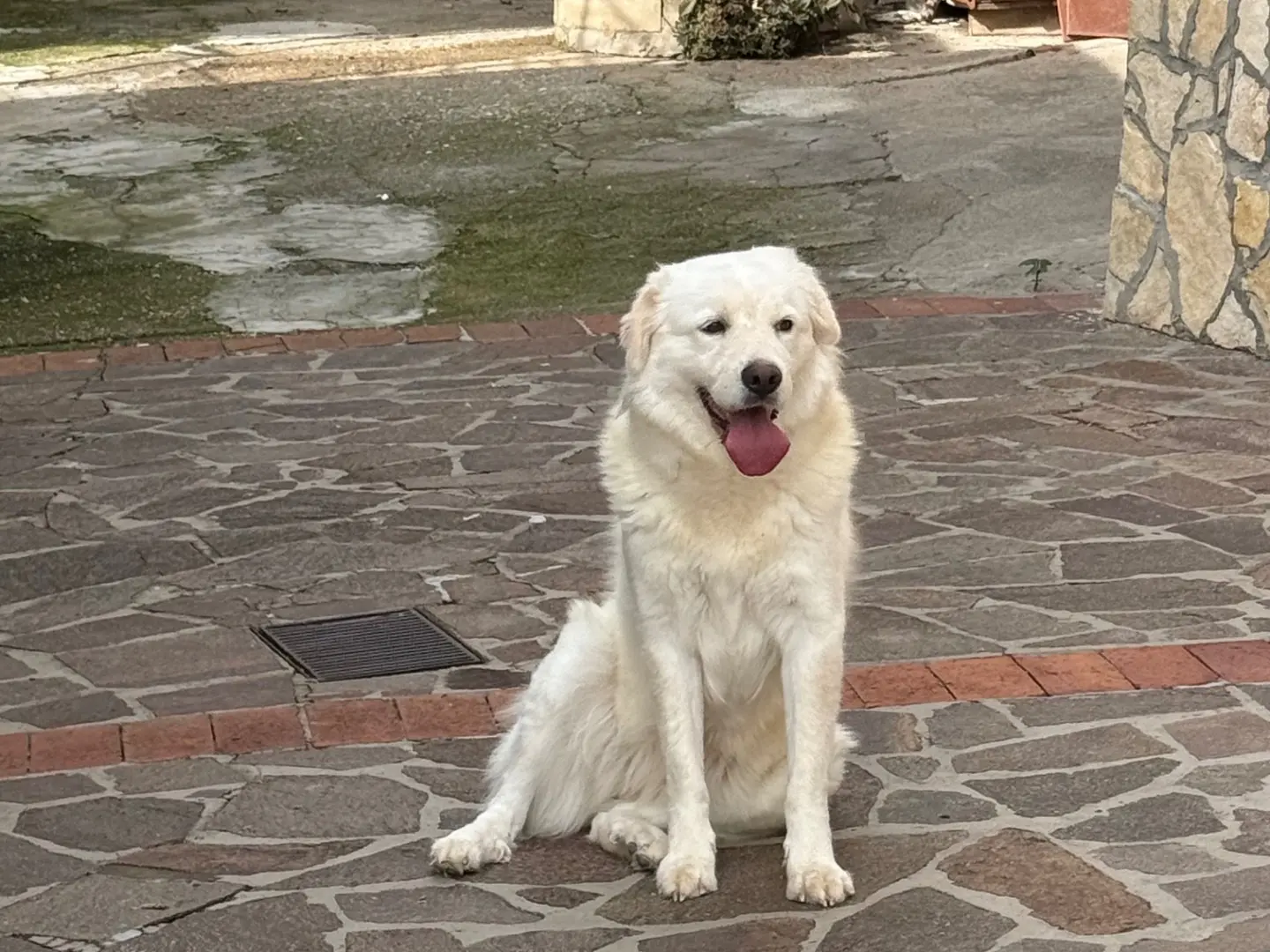 Adotta un cane, femmina, 2 anni e 9 mesi, Latina