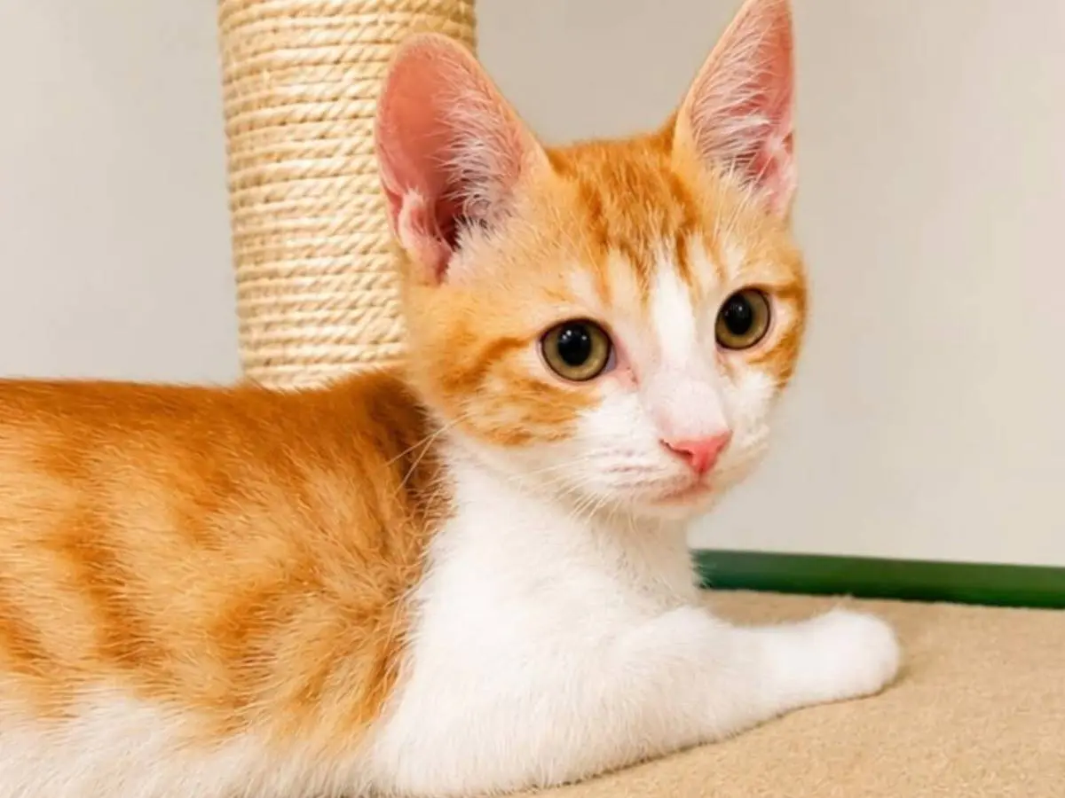 Adozione gatto, femmina, Razza sconosciuta Razza sconosciuta, 5 mesi, taglia non valida, Caserta