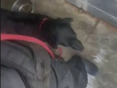 Foto 3 dell'animale
