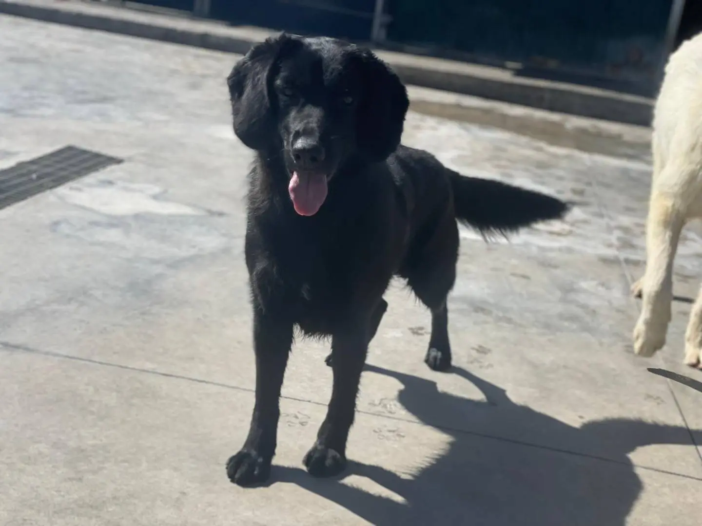 Adotta un cane, maschio, 2 anni e 9 mesi, Napoli