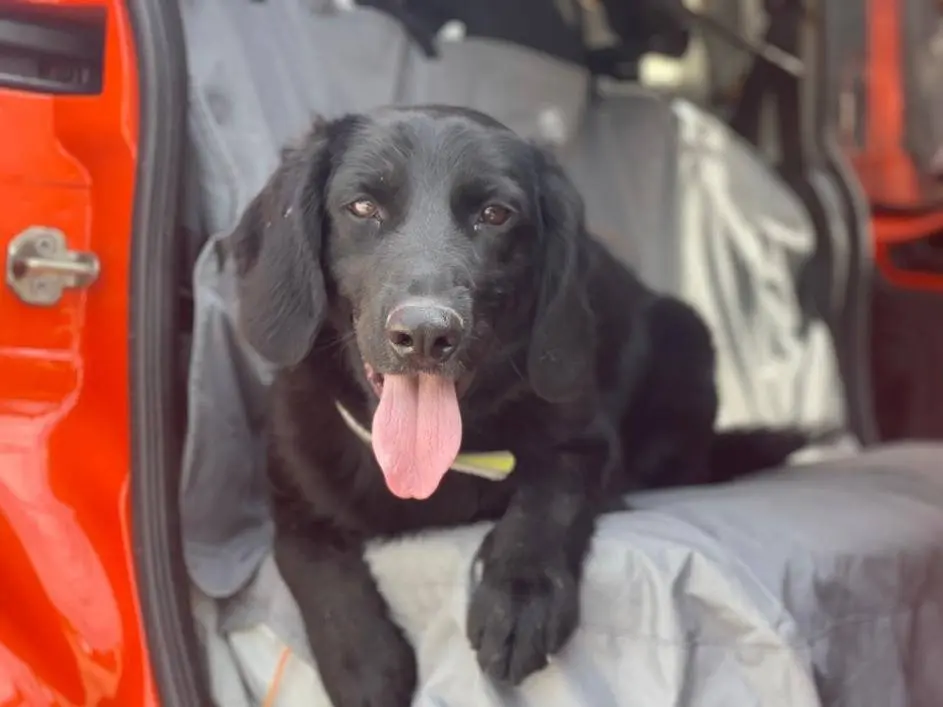 Adotta un cane, taglia media, maschio, Napoli