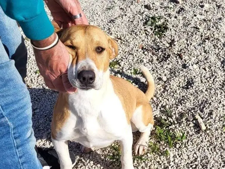Adozione cane, femmina, Razza sconosciuta Razza sconosciuta, 1 anno e 11 mesi, taglia media, Cuneo
